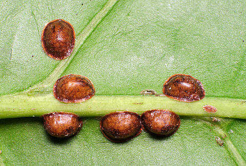 Escala hemisférica