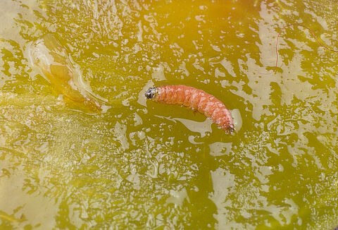 Larva da ameixa vermelha