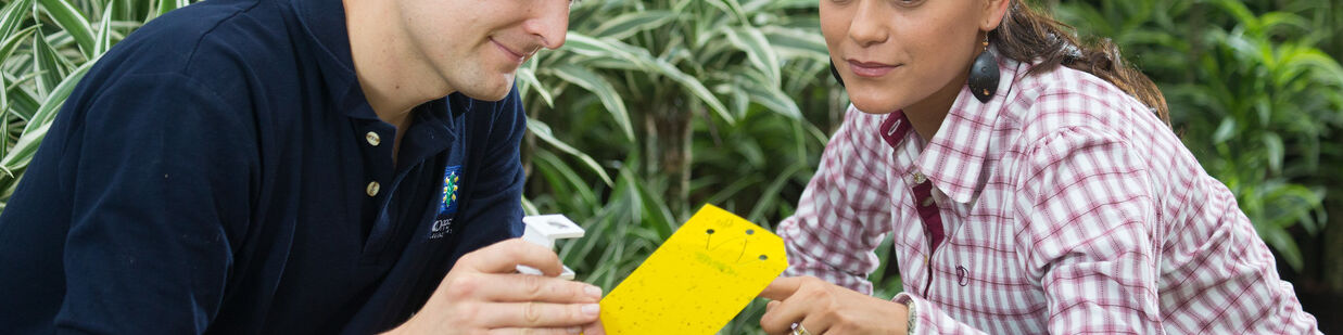 Controlo eficaz de Myzus persicae