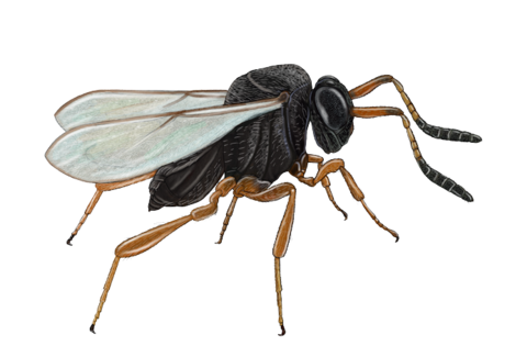 Vespas Parasitoides