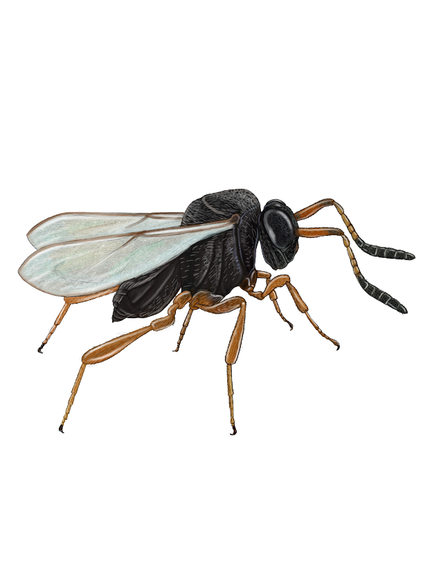 Trissolcus basalis Fêmea adulta