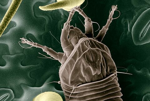 Ácaro da carepa do tomateiro