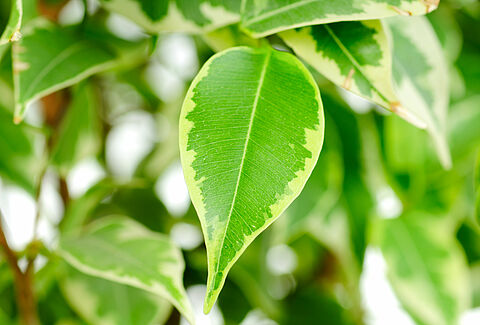 Plantas ornamentais folhosas em vaso