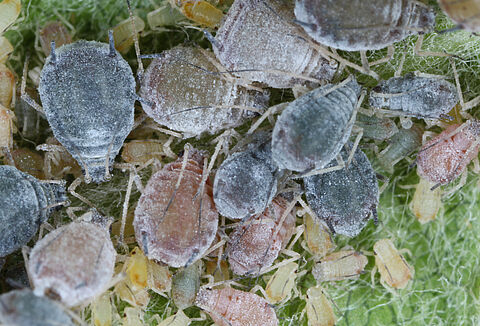 Pulgão rosado da maçã