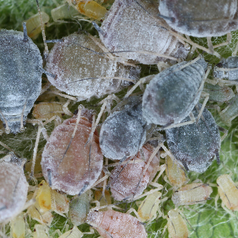 Rosy Apple Aphid Dysaphis plantaginea colony