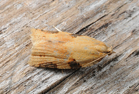 Rolo de folhas de couve