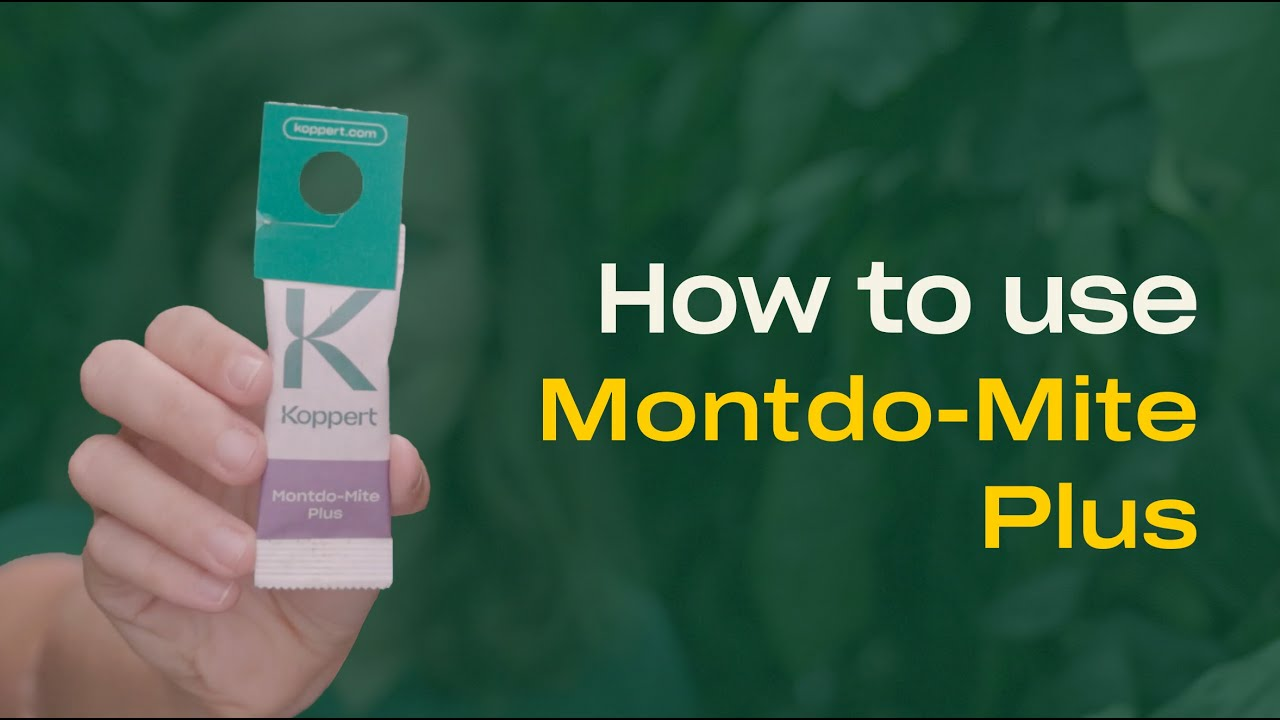How to use Montdo-Mite Plus from Koppert How to use Montdo-Mite Plus from Koppert