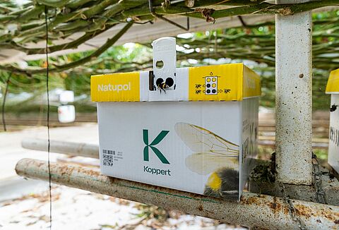 Como proteger os abelhões do frio