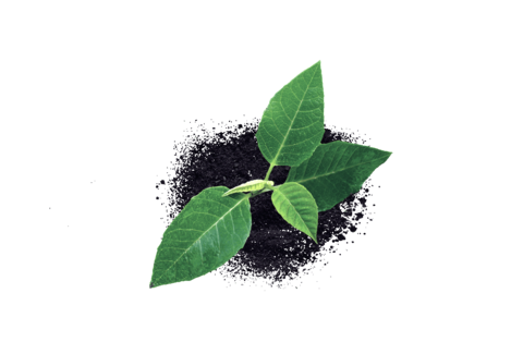 Saúde das plantas
