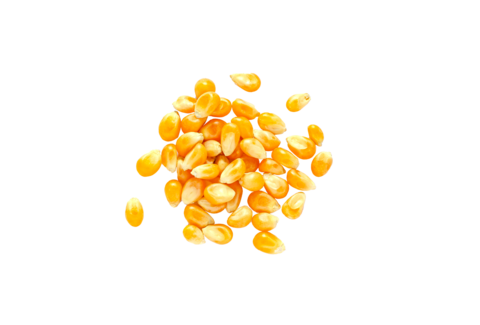 Tratamento biológico de sementes