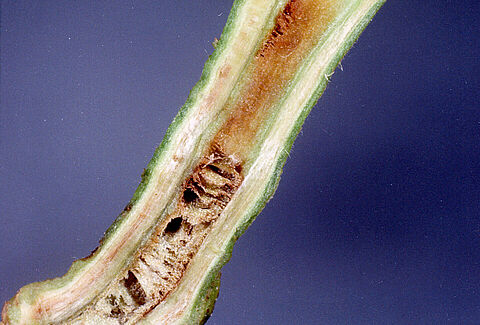 Murchidão bacteriana, podridão castanha