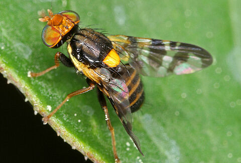 Mosca da cereja