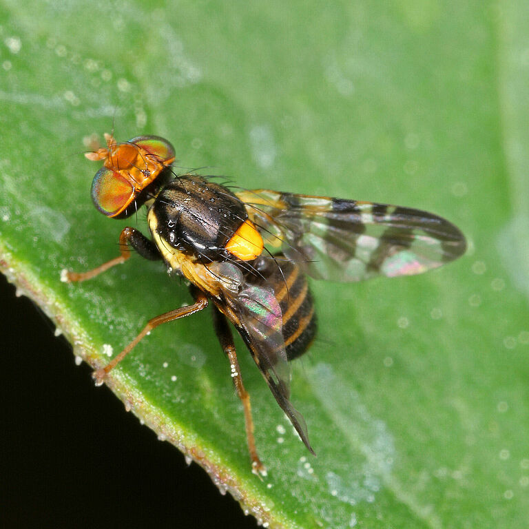 The European cherry fruit fly Rhagoletis cerasi