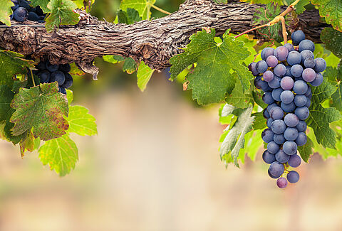 Uvas
