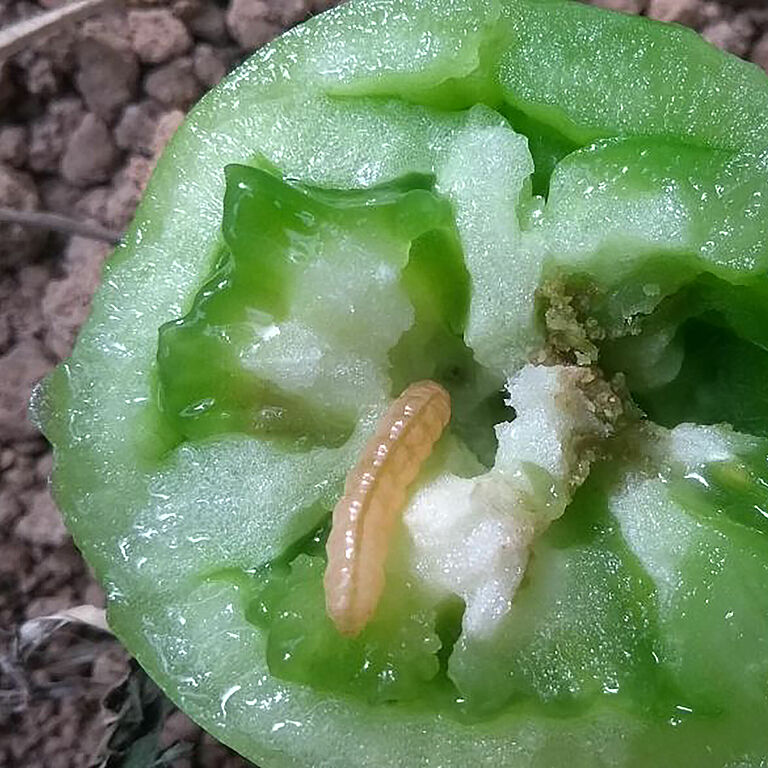 Larva of the Tomato fruit borer Neoleucinodes elegantalis in a tomato