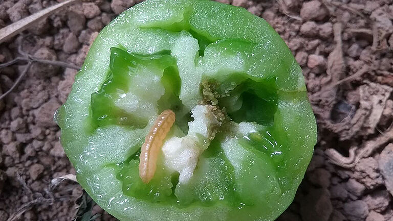 Larva of the Tomato fruit borer Neoleucinodes elegantalis in a tomato