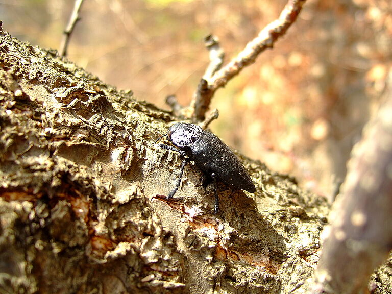 Capnodis tenebrionis Adult Beetle