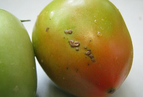 Mancha bacteriana