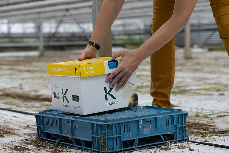 [Traduzir para .com - Global:] 