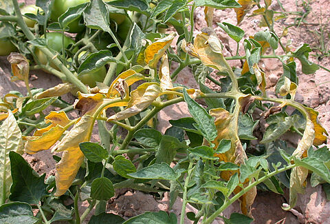 Murcha de Fusarium