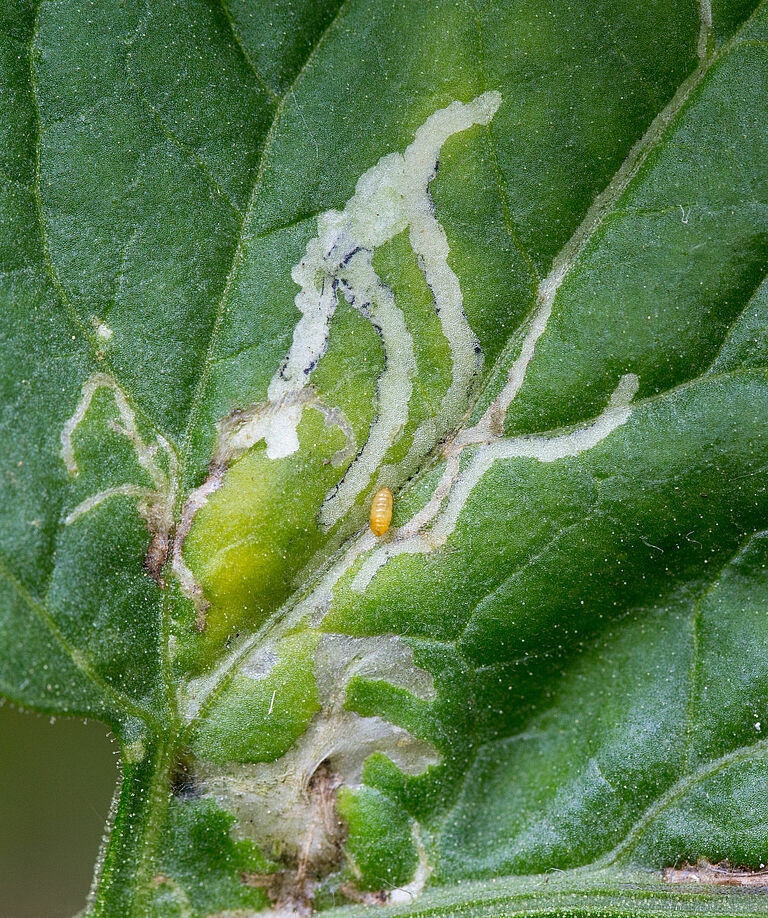 Damage caused by the Tomato leaf miner Liriomyza bryoniae