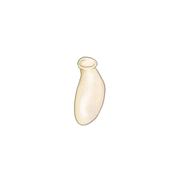 Ovo de Orius laevigatus