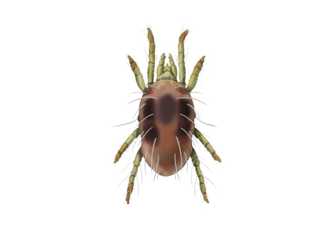 Ácaros tetraniquídeos e outros ácaros