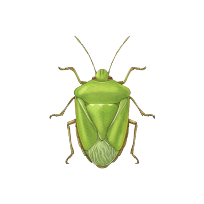 Nezara viridula adulto
