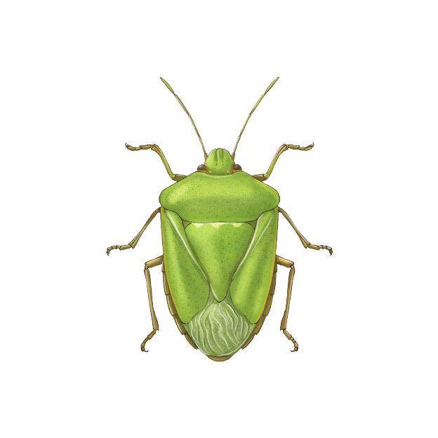 Nezara viridula adulto
