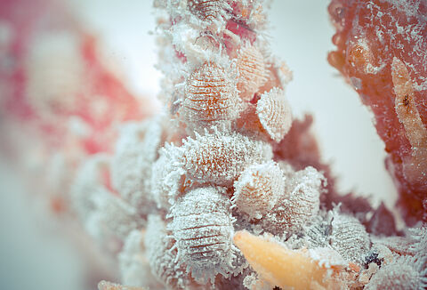 Cochonilha dos citrinos