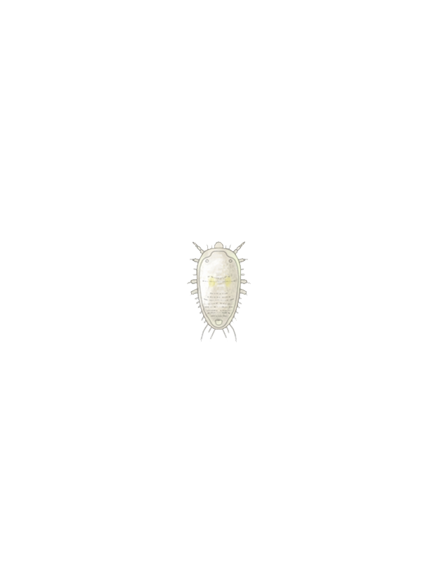 Greenhouse whitefly Trialeurodes vaporariorum first instar larva