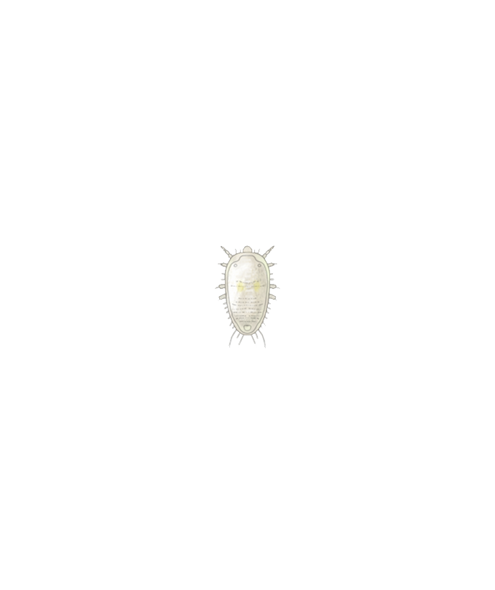 Greenhouse whitefly Trialeurodes vaporariorum first instar larva