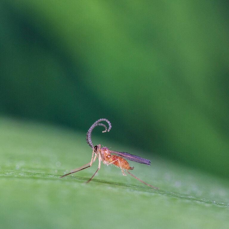 Feltiella acarisuga fase adulta