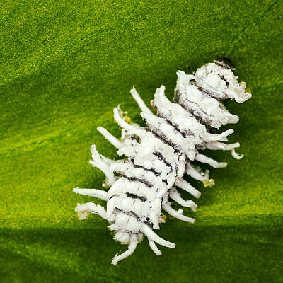 Fase de pupa de Crypolaemus montrouzeri