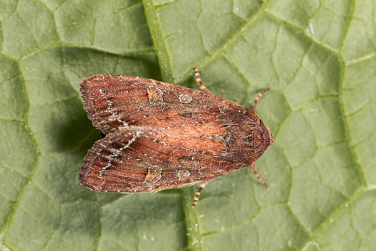 Adult form of the Bright-line brown-eye moth Lacanobia oleracea