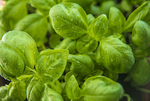 Ervas Aromáticas