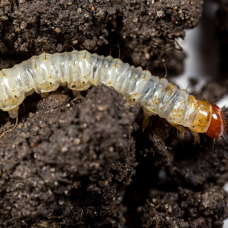 Common swift moth Korscheltellus lupulina