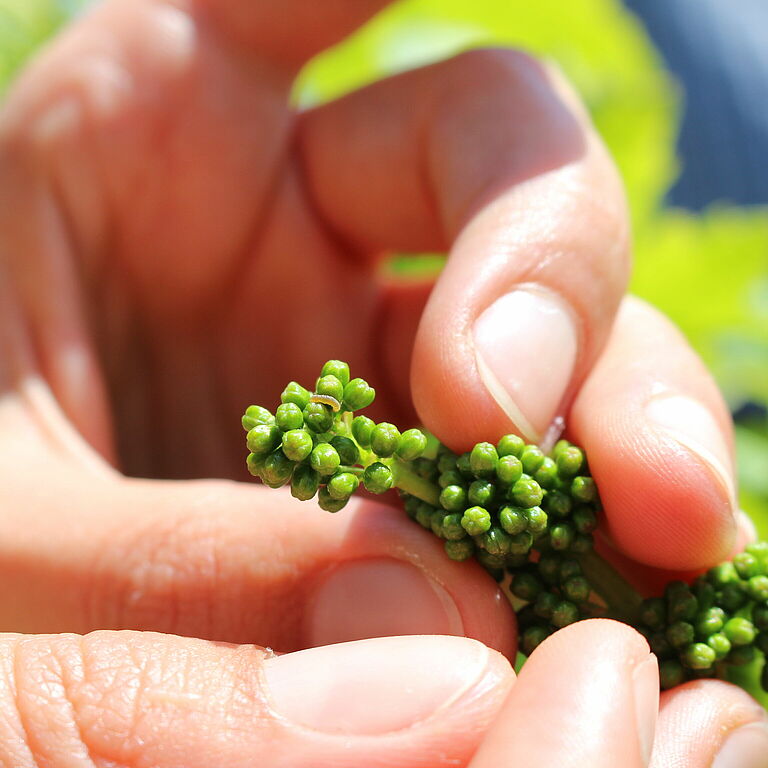 Larva of the European grapevine moth Lobesia botrana