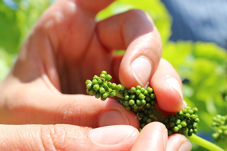 Larva of the European grapevine moth Lobesia botrana