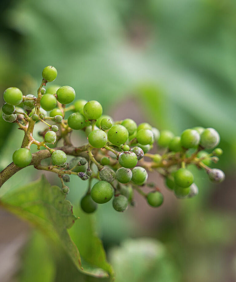 Early powdery mildew on grapevine. Young berries show grey-white fungal growth.
