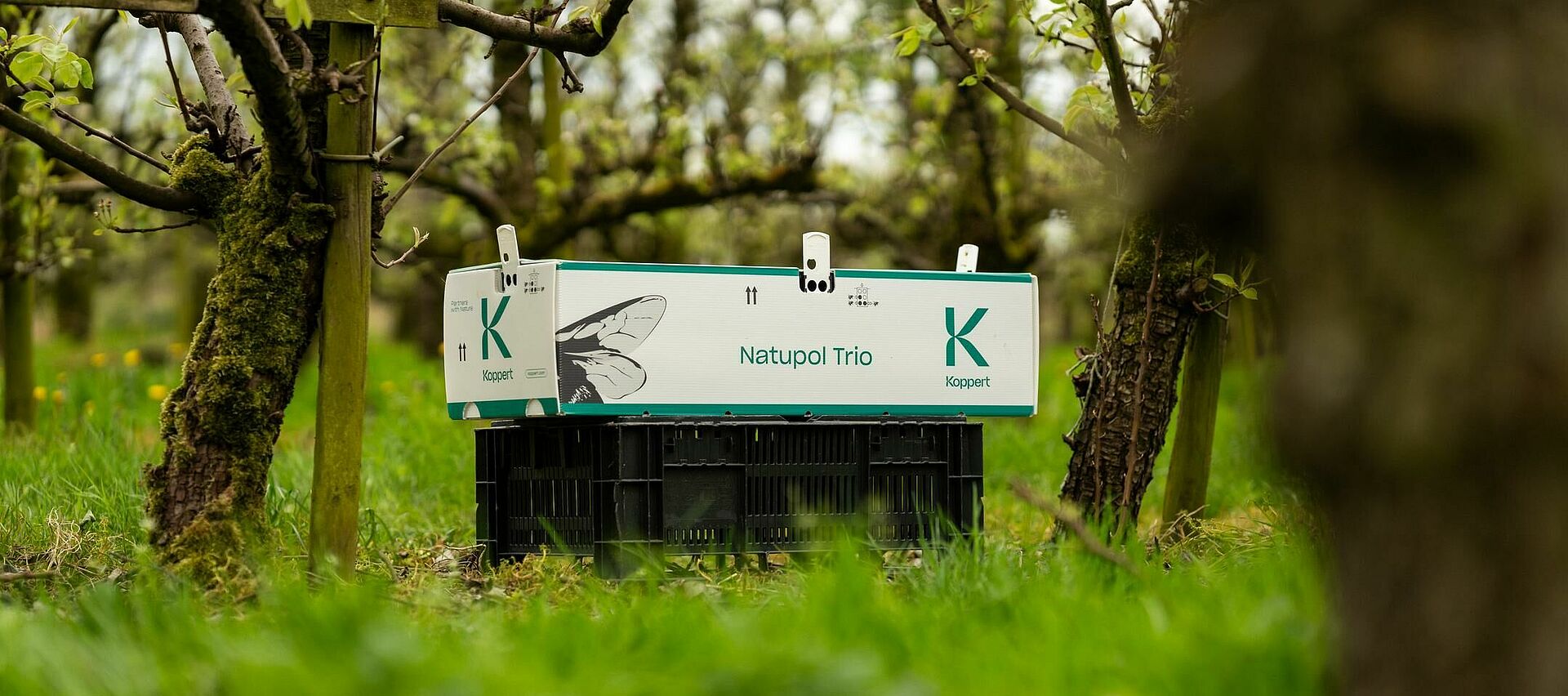 Polinizadores Natupol Trio