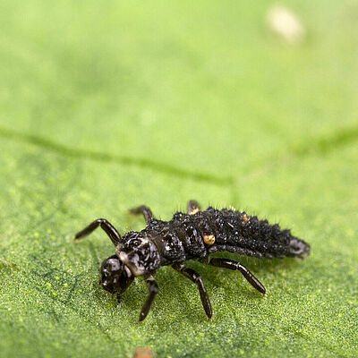 Estágio larval de Adalia bipunctata