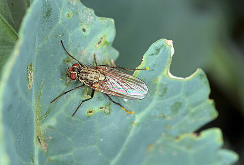 Mosca da raiz da couve