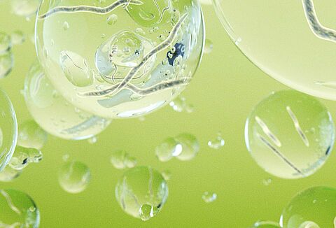 Nematóides benéficos para o controle de pragas em culturas externas