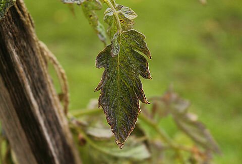 Murchidão de Verticillium