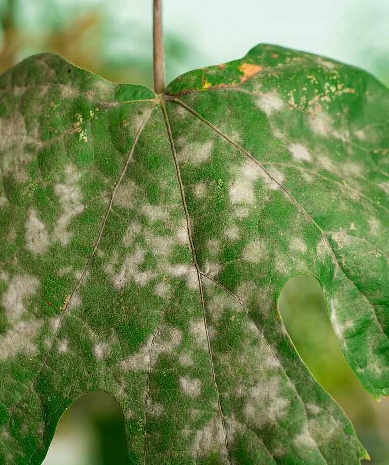 Powdery mildew on a grapevine leaf. Widespread white fungal patches.