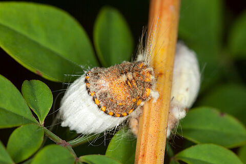 Escala de almofada de algodão