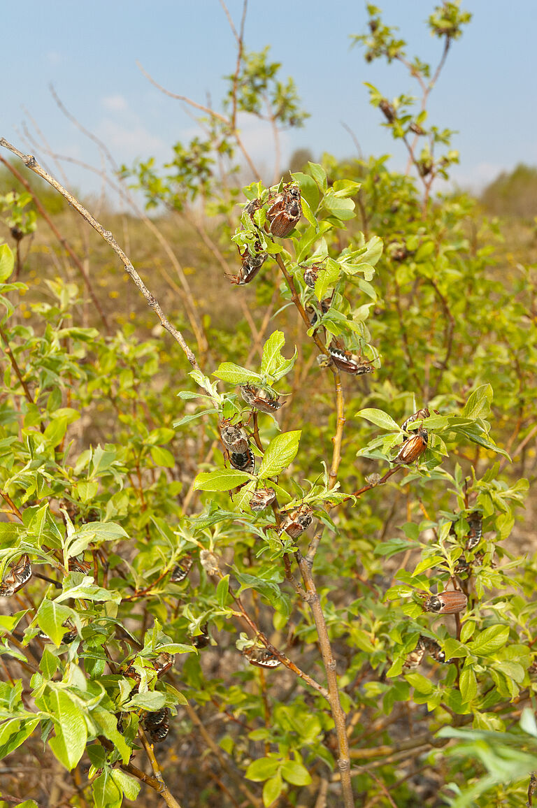 Damage caused by White grub cockchafer Melolontha melolontha