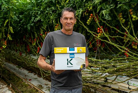 Maximizar a polinização no tomate