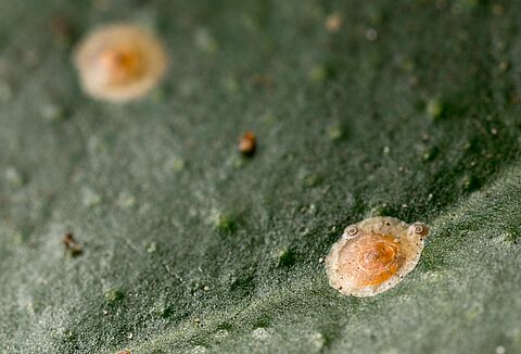 Escama vermelha da Califórnia